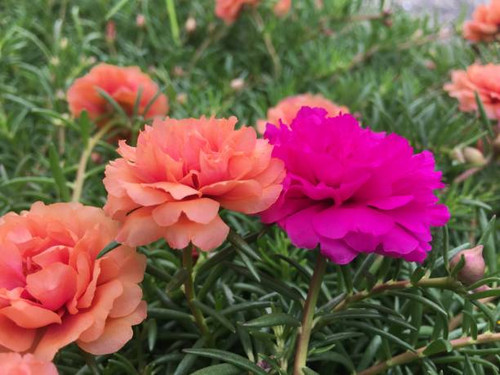 Beautiful flowers in the garden.jpg