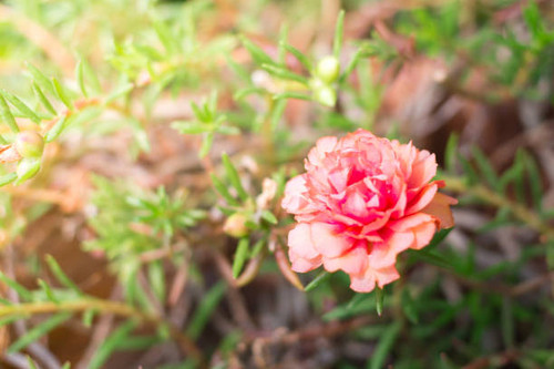 Beautiful Portulaca on background blurred.jpg