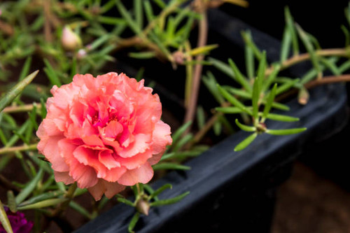 Beautiful pink flower Portulaca oleraceae.jpg
