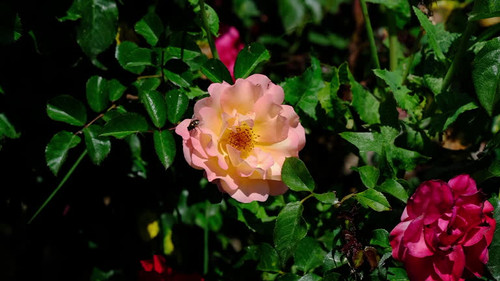 Beautiful roses in nature.jpg
