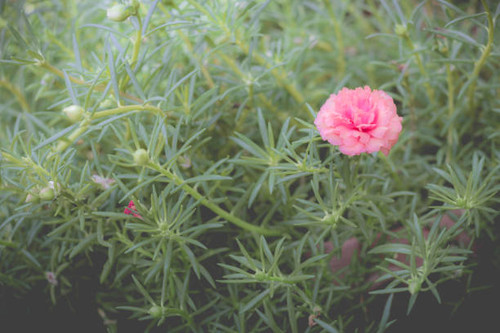Pink pussley flower. Beauty of pussley flower or Moss Rose under natural light in the morning.(vinta.jpg