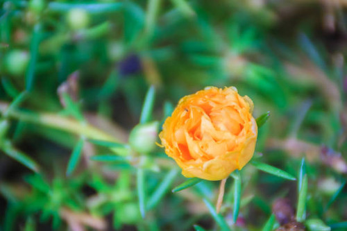 Beautiful yellow portulaca oleracea flower, also known as common purslane, verdolaga, little hogweed.jpg