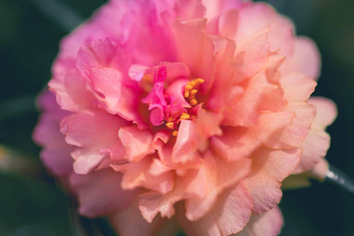 Close up Pink Portulaca flower..jpg