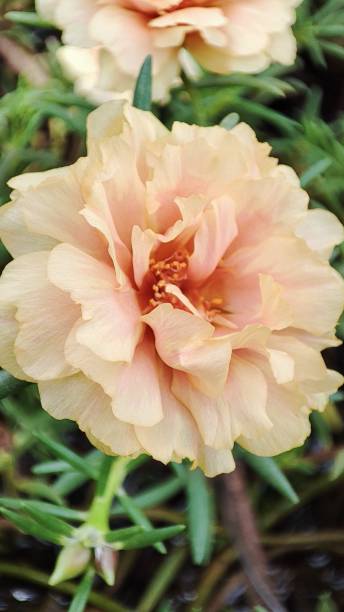 Moss rose, Portulaca grandiflora, is a drought and heat tolerant annual native to hot, dry plains in.jpg