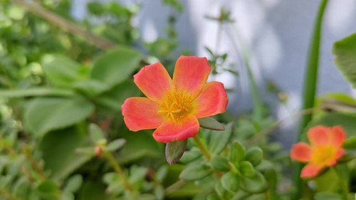 Close-up shot of a Portulaca umbraticola or wingpod purslane flower a succulent annual or short-live.jpg