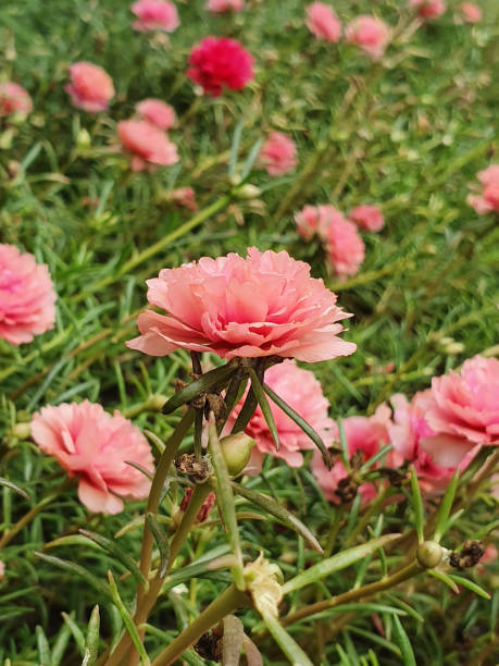 Close-up portulaca grandiflora or moss rose flower in garden, colorful blossom.jpg