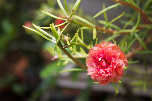 Closeup orage flower. Portulaca, Moss Rose, Sun plant, Sun Rose..jpg