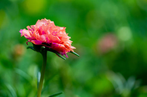 Close up pink Portulaca oleracea  flower on blur nature background with selectived focus wiht bokeh .jpg