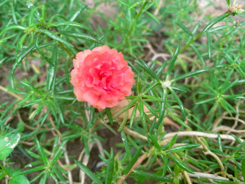 closeup shot of beautiful Portulaca grandiflora or krokot mawar or rose moss with green leaf. red fl.jpg