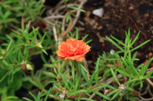 Closeup view  Colorful  Portulaca or Moss Rose or Nine O Clock flower  or Table rose Called as Bud r.jpg