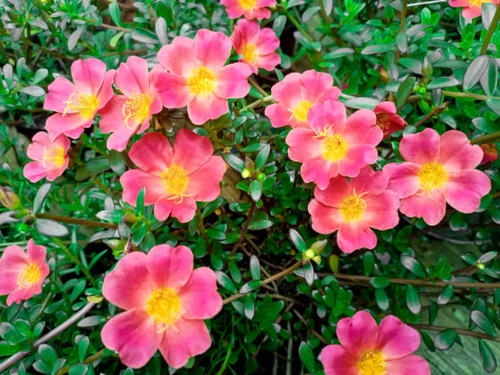 Colorful flowers of hogweed or Portulaca also known as moss rose..jpg