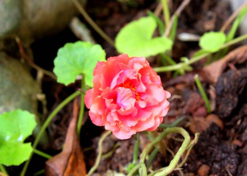 close-up view of a beautiful pink - orange color small moss rose - Portulaca - flower in a home gard.jpg