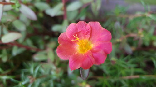 Close up shot of moss rose flower.jpg