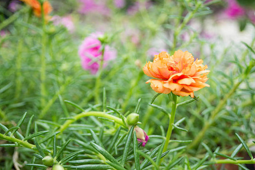 Common Purslane is a biennial plant Draper succulent in the family Can be up to 40 cm, with about 40.jpg