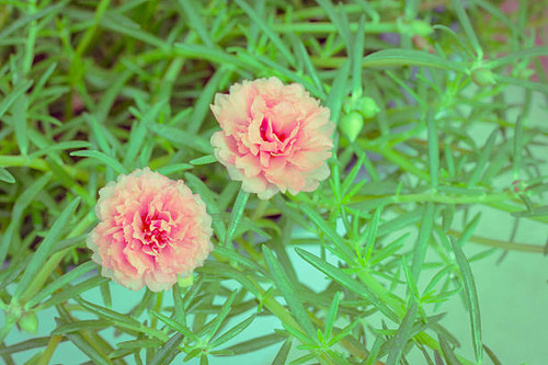 Colorful flowers of Portulaca oleracea that bloom in during the summer..jpg