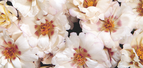 Sundial cream.tif.jpg