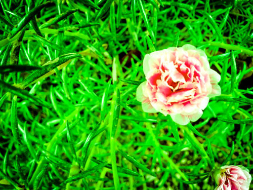 Where is a flower with spiky green leaves, and with a pink tint, it's so beauty.jpg