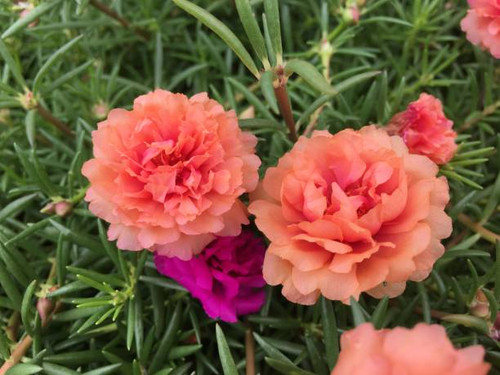 Beautiful flowers in the garden.jpg