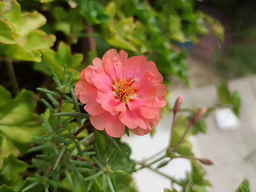 Blooming pink purslane in sunlight close-up.jpg