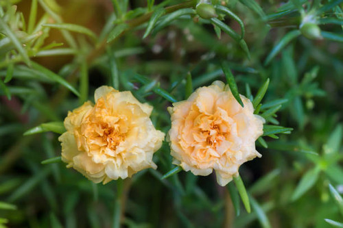 Blooming Moss rose,.jpg