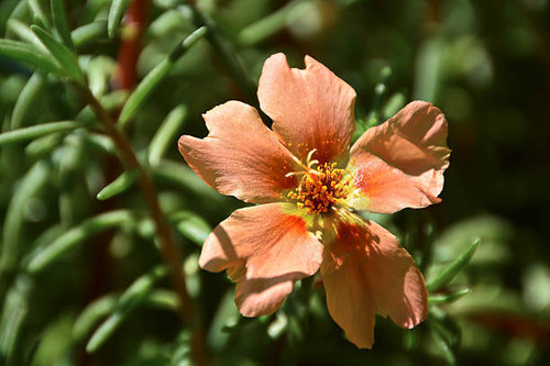 blossom of a plant for the balcony in summer.jpg
