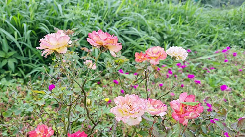 A beautiful view of rare multicolored roses in full bloom on cultivated land during winter season.fl.jpg