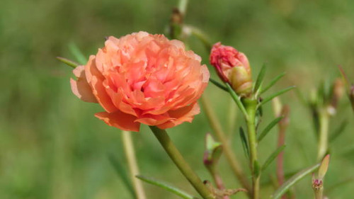 A nice orange 10 hours flower in my garden..jpg