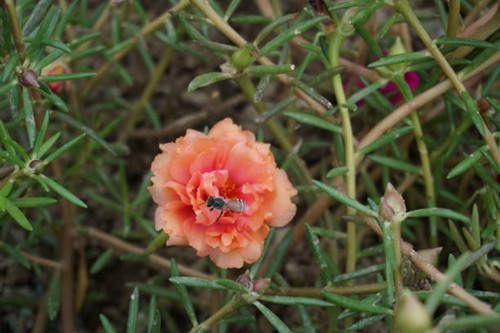 Close up image of a bee on verdolaga flower orange color in the garden..jpg