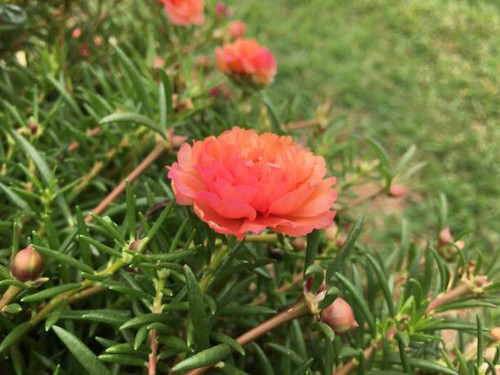 Beautiful flowers in the garden.jpg