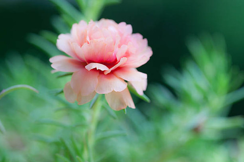 Beautiful flower Portulaca oleracea in summer on a green background. Close up, Blur background.jpg
