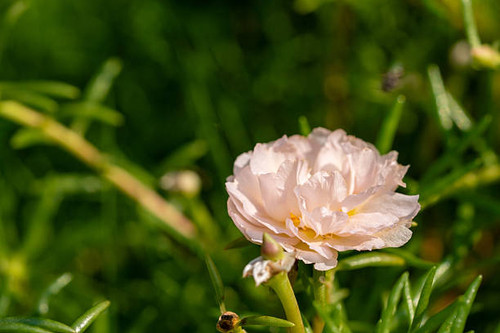 A Close-up View of a Vibrant rose clour 10 o clock flower.jpg