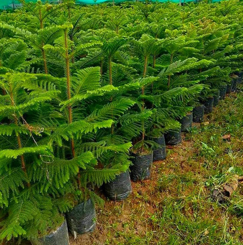 81v1FGZVpoL. SL1500 .jpg