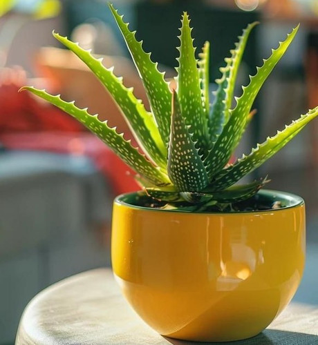 How To Grow Aloe Vera In Water Without Roots Hydroponic Tips.jpg