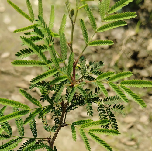 IMG 20250316 113215.jpg