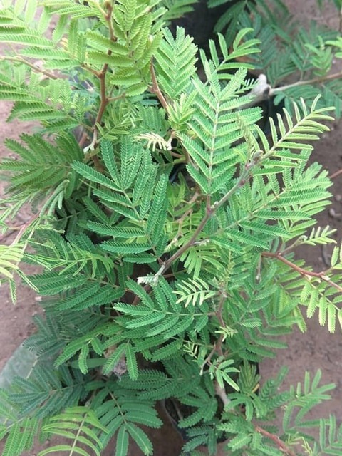 no perennial yes shami plant 369.jpg