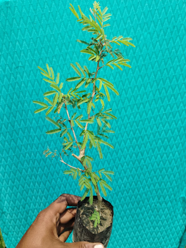 IMG 20250316 113308.jpg