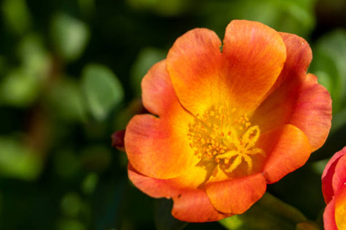 Tropical orange flower (Portulaca grandiflora) of South America, grown in gardens. Vibrant orange an.jpg