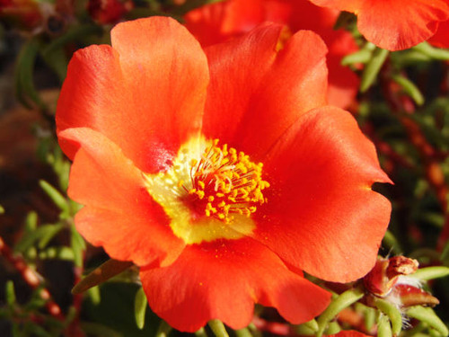 flower in the garden - Maramures.jpg