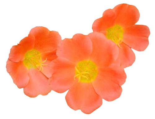 Beautiful orange portulaca oleracea flower bunch on white.jpg