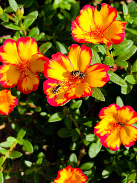 It can be grown as borders, to line foot paths or as front liners. It can also be placed in hanging .jpg