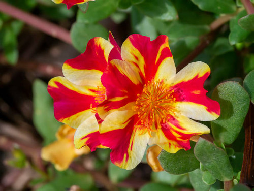 Close up of Portulaca flower (Scientific name Portulaca oleracea)..jpg