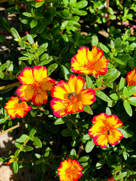 It can be grown as borders, to line foot paths or as front liners. It can also be placed in hanging .jpg