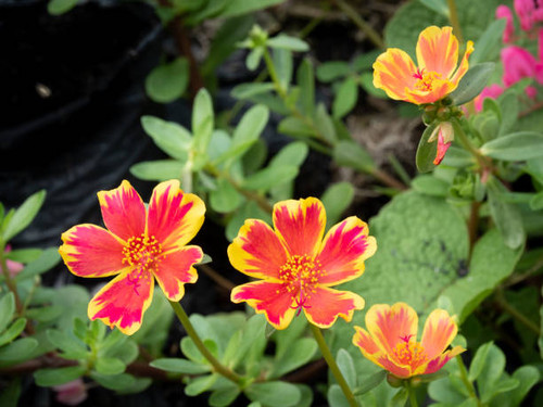 Portulaca Oleracea other names include; Common Purslane, Little Hogweed, Pigweed, Duckweed, Pusley, .jpg