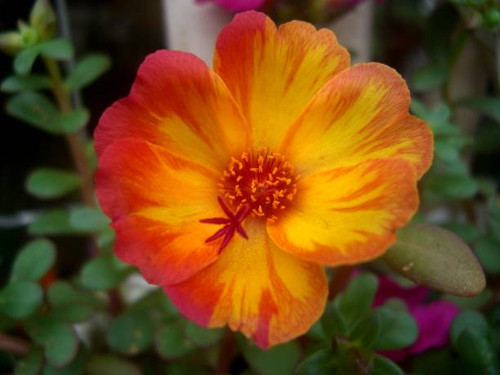 botany plantais family portulacaceae juicy ornamental flower eleven o'clock.jpg