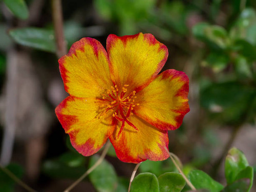 Close up of Portulaca flower (Scientific name Portulaca oleracea)..jpg