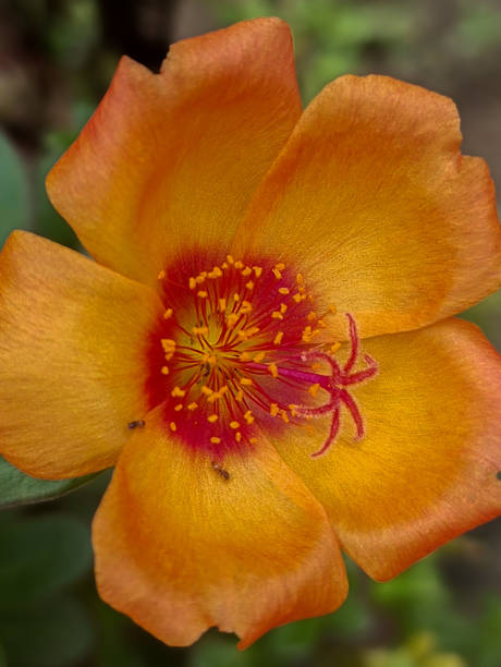 Yellow Flower Blooming.jpg
