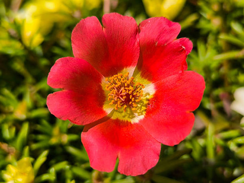 moss roses in blossom.jpg