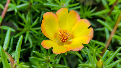 moss roses in blossom close up.jpg