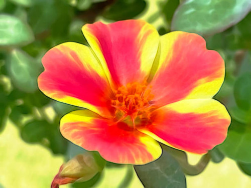 Close up summer flowers in nature.jpg