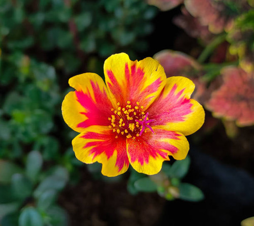 Beautiful purslane flower.jpg